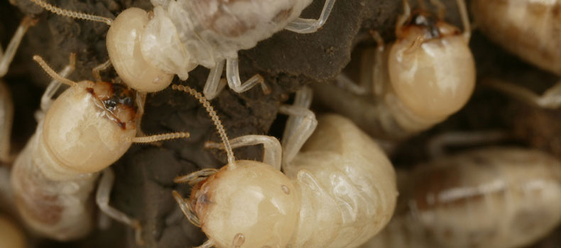 Get a termite (or wood destroying organism) inspection from Closer Look Home Inspection Services