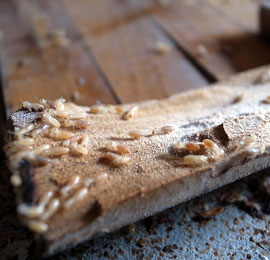 Live termites feasting on a wood floor inside a home.